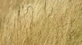 golden summer field HD Footage