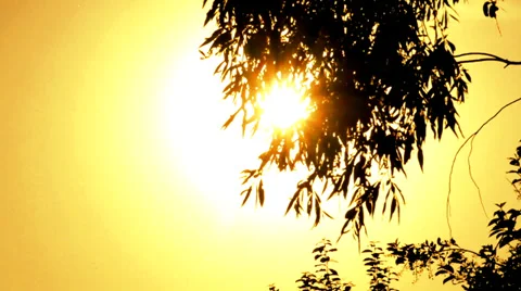 Golden Summer Sunset Stock Footage 39026319