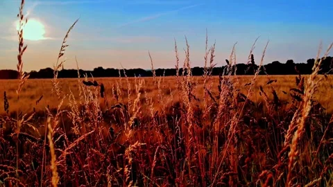 Golden Summer Sunset Over Wild Meadow Grass and Grain Field Landscape Stock Footage 334737048