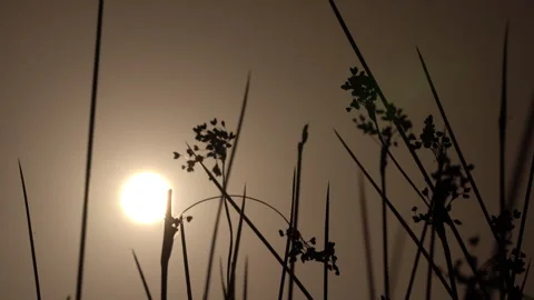 Golden Sun Backlighting Field of Grass Silhouettes Video stock 318879367