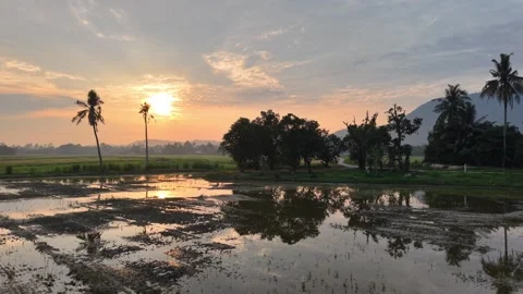 Golden sun dips low above flooded rice paddies Video stock 339857033