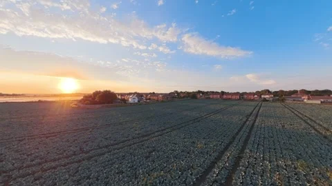 Golden sun dips low over vast green fields Vidéo 342591235
