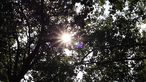 Golden sun flare through the trees Stock Footage 292911680
