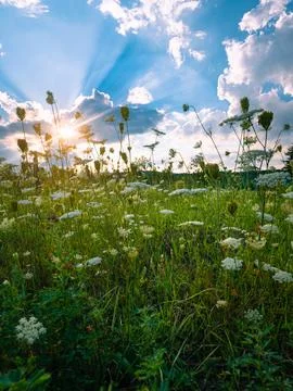Golden sun rays break through clouds over a lush wildflower meadow, Stock Photos