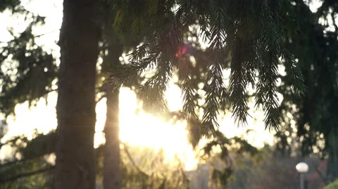 Golden Sun Rays breaking through a Spruce Branches moving at Wind Stock Footage 45455077