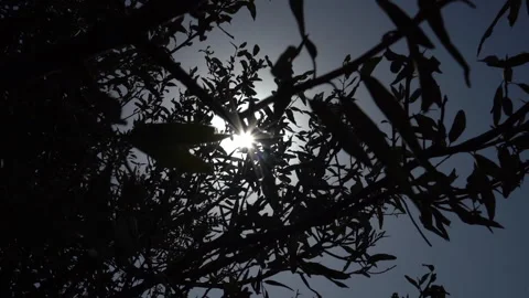 Golden Sun Rays Filtering Through Tree Foliage Stock Footage 318839952