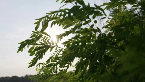 Golden Sun Rays Filtering Through Green Foliage Branches in Summer Garden Stock Footage 341984188