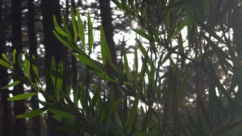Golden Sun Rays Filtering Through Eucalyptus Tree Foliage 動画素材 347372306
