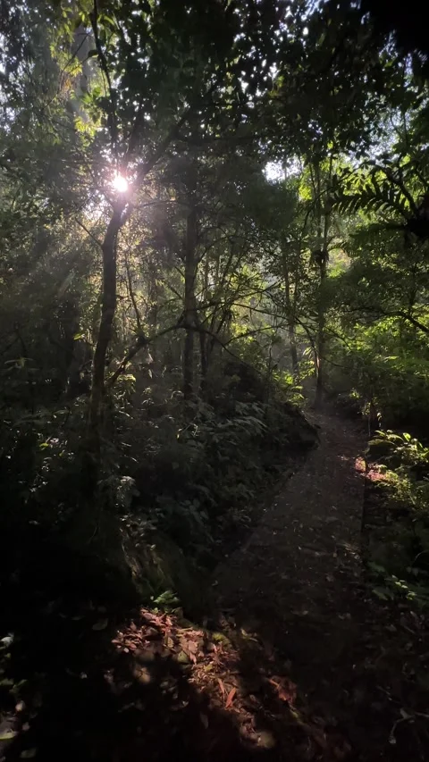 Golden Sun Rays Over Forest Path, Dense Green Foliage, Vertical Shot Stock Footage 325645506