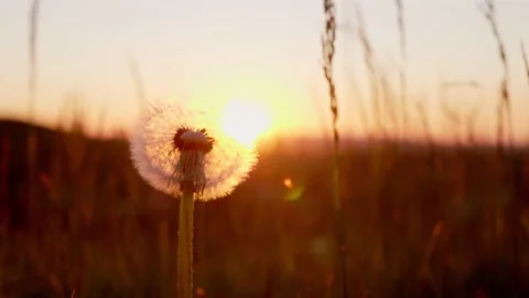 Golden sun rays pass through fluffy dandelion with seeds at sunset Stock Footage 171858750