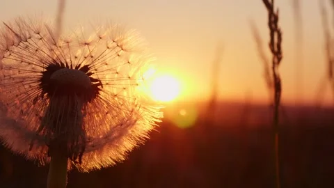 Golden sun rays pass through fluffy dandelion with seeds at sunset Stock Footage 246438104