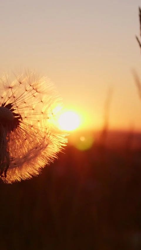 Golden sun rays pass through fluffy dandelion with seeds at sunset, vertically Stock Footage 246944120