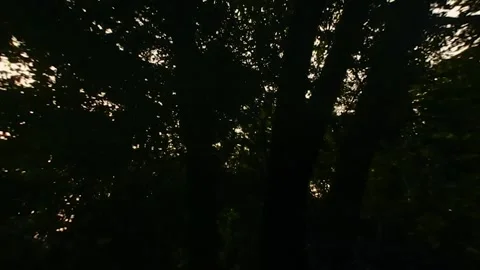 Golden sun rays pierce through the dense, lush Western Ghats forest in Karn.. Stock Footage 341357051