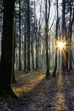 Golden sun rays pierce through the winter forest 库存照片