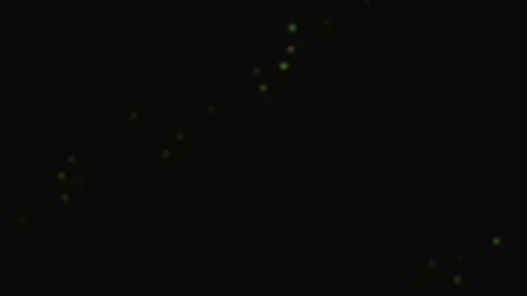 Golden sun rays piercing dense green tropical forest foliage background Vidéo 343660228