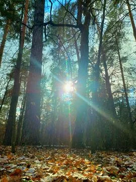 Golden Sun Rays Piercing Through the Forest. Lens flare included for atmosphere Stock Photos