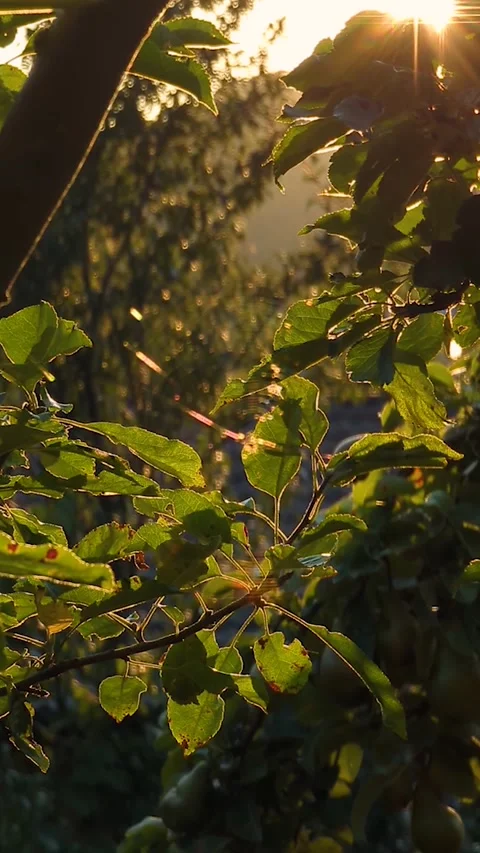 Golden sun rays shine through apple tree branches at mountain sunset. Scenic ver Видео 342235937