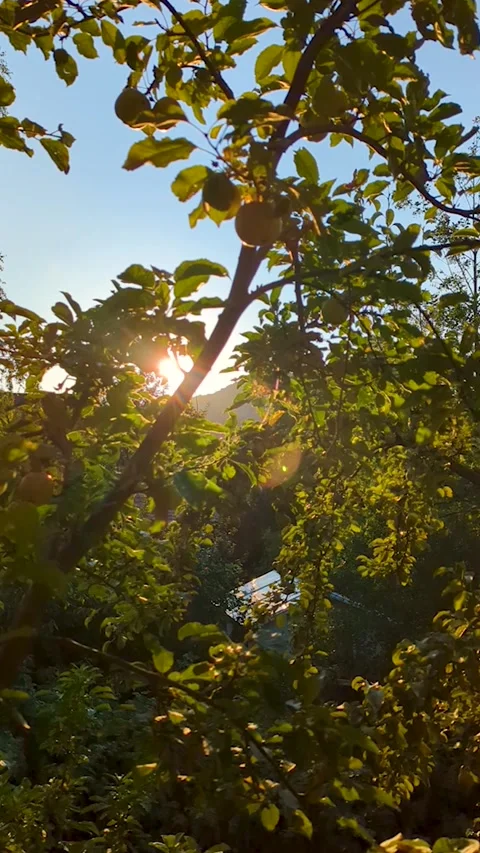 Golden sun rays shine through apple tree branches at mountain sunset. Scenic ver Video stock 342235940