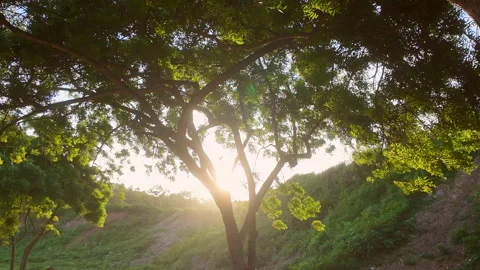 Golden sun rays shining through big tree branches in rural countryside forest Video stock 343197996