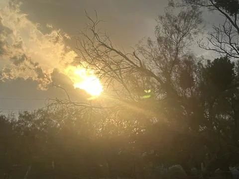 Golden Sun Rays Through Storm Clouds and Tree Silhouettes Fotos Stock