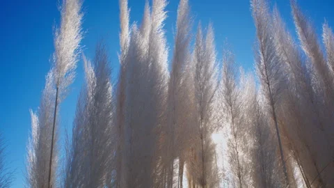 Golden Sun Rays Through Swaying Pampas Grass Blue Sky Stock Footage 332486044