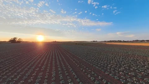 Golden sun sets over endless crop rows Vidéo 342559000