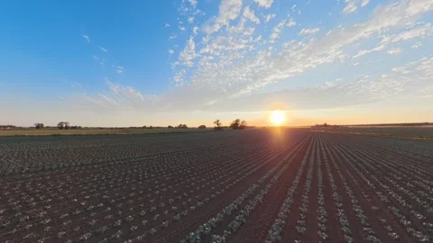 Golden sun sets over vast, neatly planted rows Видео 342591322