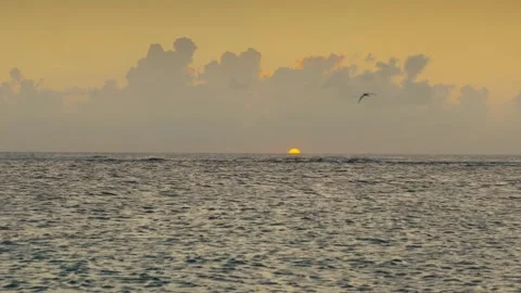 Golden Sun Setting Below Ocean Horizon with Lone Bird Flying Under Cumulus Stock Footage 345396239