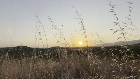 Golden sun setting over a beautiful vineyard in Alava Видео 345180568
