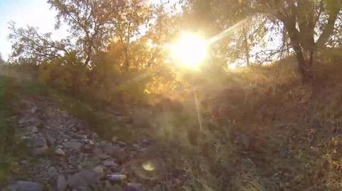 Golden Sun Shining Through Fall Leaves Stock Footage 34690391