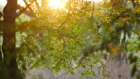 Golden sun shining through green forest leaves Stock Footage 344966607
