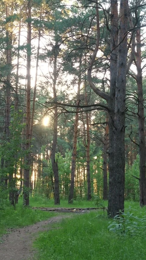 Golden sun shining through a lush green pine forest with a tranquil hiking trail Stock Footage 344813502
