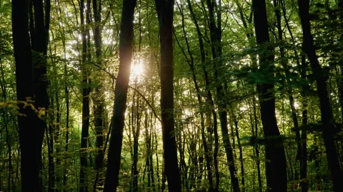 Golden Sun Strobing Through Dark Dense Forest, Handheld Moving Shot, 8K Stock Footage 327405991
