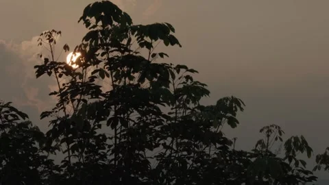 Golden Sun through Trees Video stock 288847450