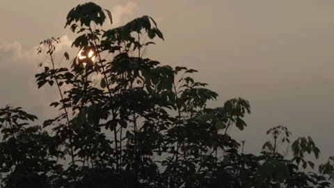 Golden Sun through Trees Video stock 288847456