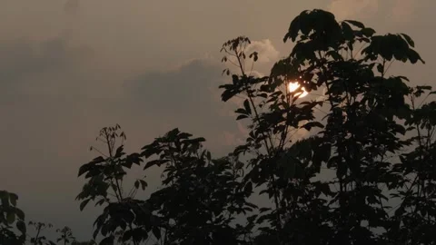 Golden Sun through Trees 스톡 동영상 288847608