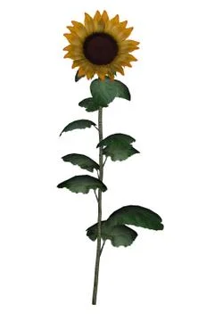 Golden sunflower - 3D render Stock Illustration