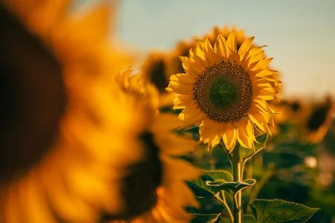 Golden sunflower blooms maturing under the summer sun in a cultivated field.. Stock Photos