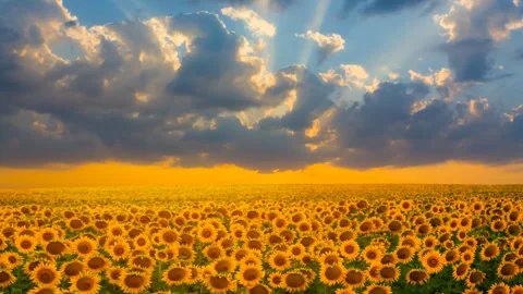Golden sunflower field at the dramatic sunset Stock Footage 240111235