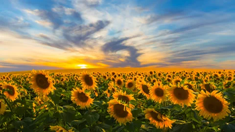 Golden sunflower field at the dramatic sunset Vídeos de archivo 320191357