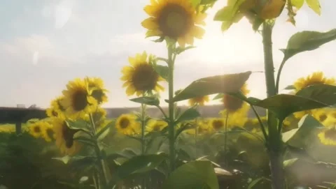 Golden Sunflower Fields Stock Footage 278393589