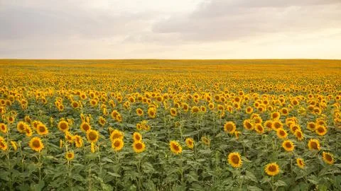 Golden sunflower fields Stock Photos
