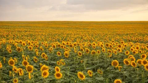 Golden sunflower fields Stock Photos