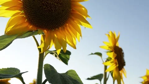 Golden sunflowers bloom under a clear blue sky in a vast field Video stock 341496845