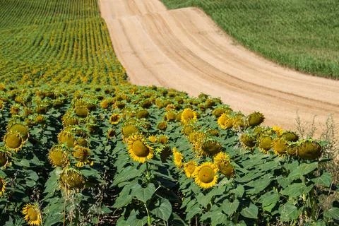 Golden Sunflowers in Rolling Fields Stock Photos