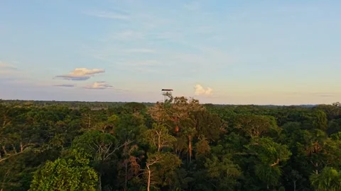 Golden sunlight bathing lush Amazon rainforest canopy, wooden observation tower 스톡 동영상 308406619