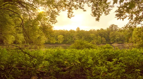 Golden Sunlight Beaming Through Trees Near Lake Stock Footage 54922581