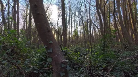 Golden sunlight breaking between dense woodland forest tree trunks Stock Footage 325663304