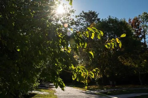Golden sunlight breaks through dense tree branches Stock Photos
