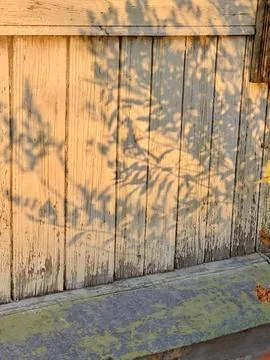 Golden sunlight casts delicate leaf shadows on a rustic wooden fence during the Stock Photos